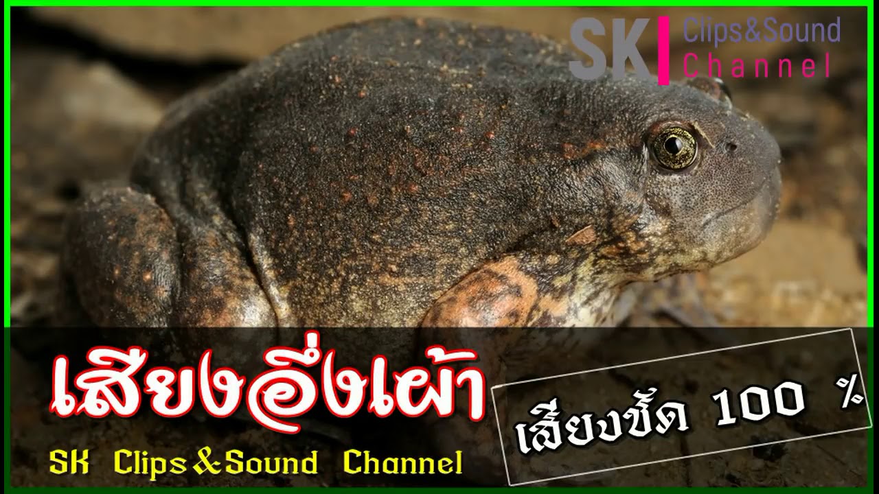 เสียงอึ่งเผ้า | จัดเต็ม 25 นาที เสียงใส มาสเตอร์ 100 เปอร์เซ็น | Perbird