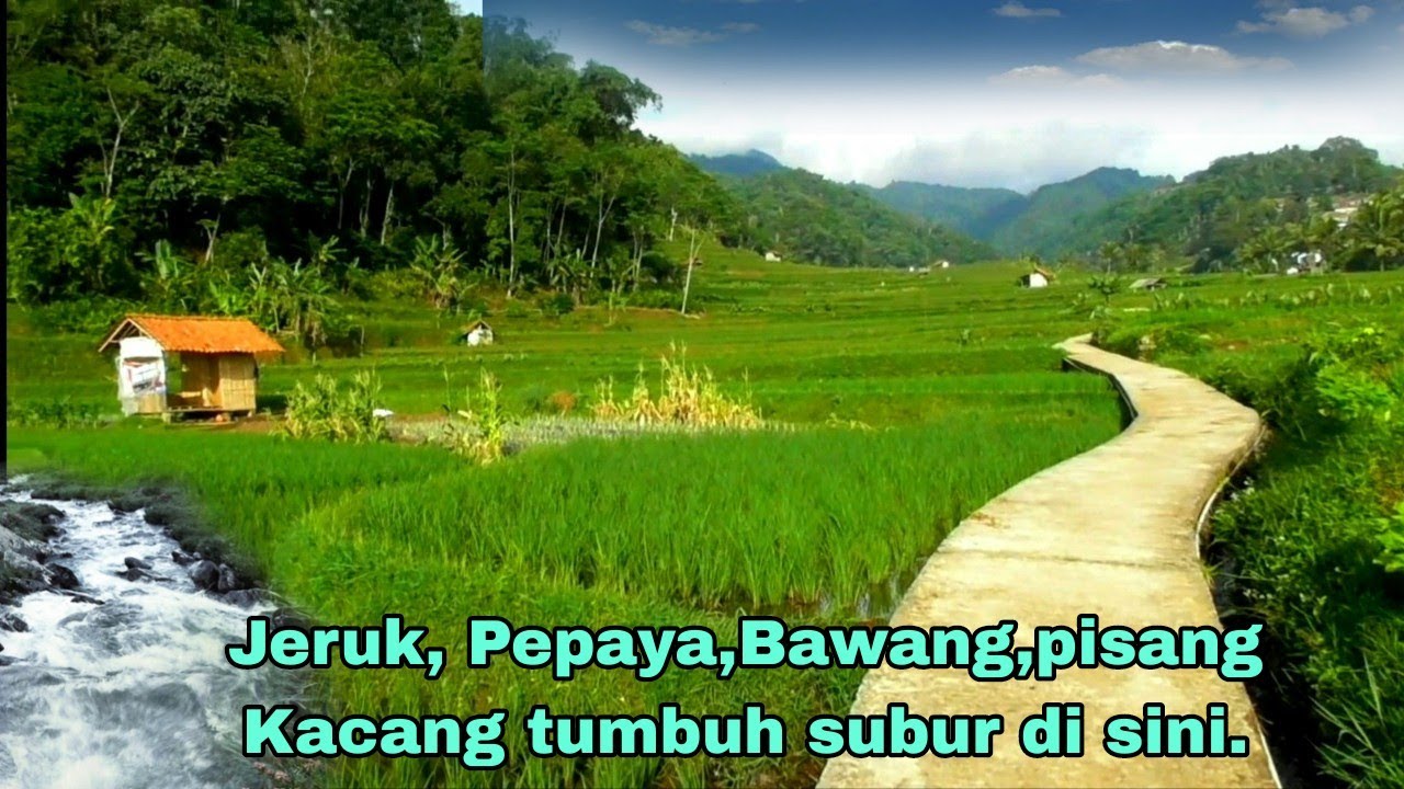 Suasana adem,sungai,sawah,airnya jernih seperti aqua.