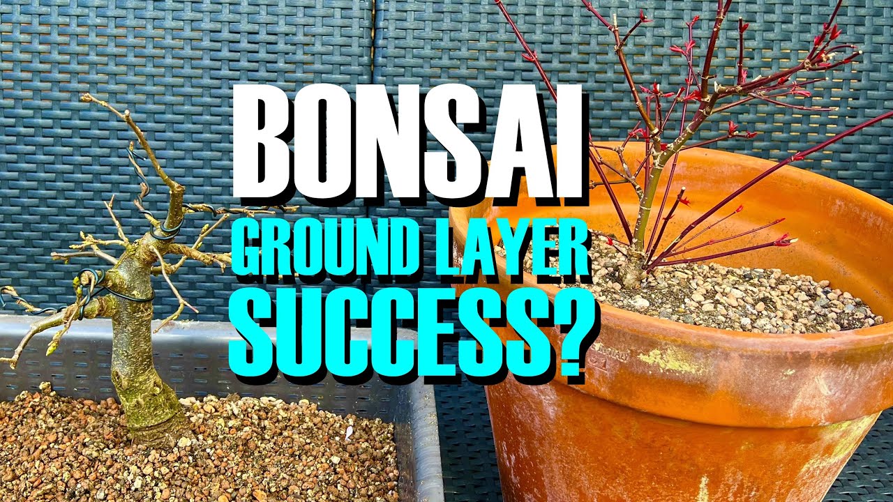 Bonsai Ground Layer Success?