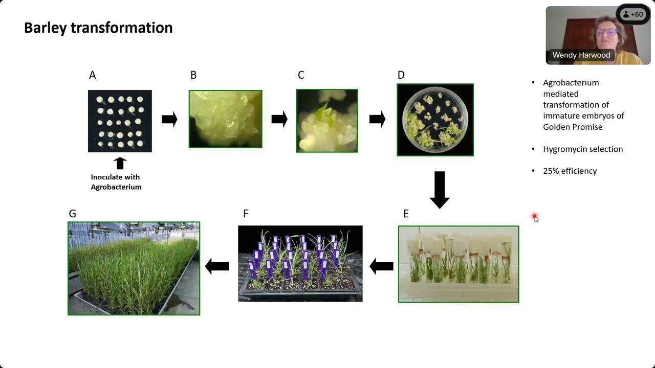 IBH Seminar | Expanding the barley genome editing toolbox