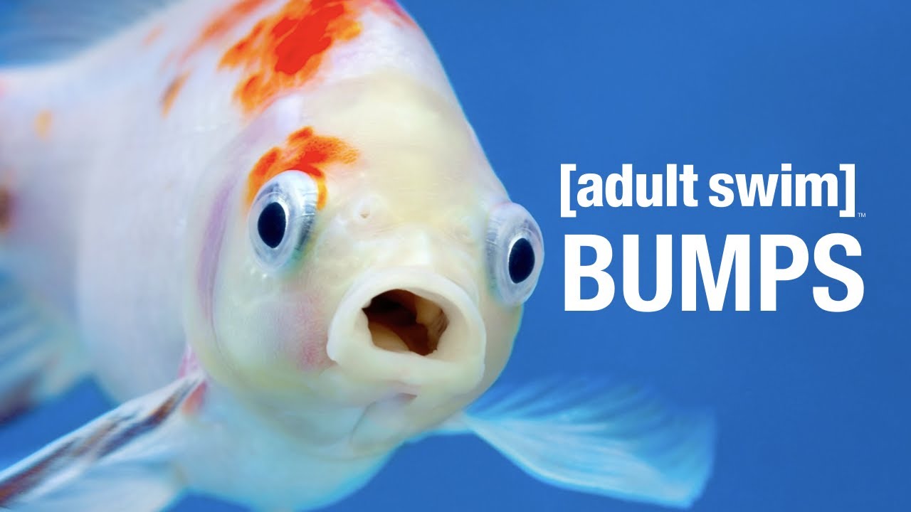 September 2023 Bumps | adult swim