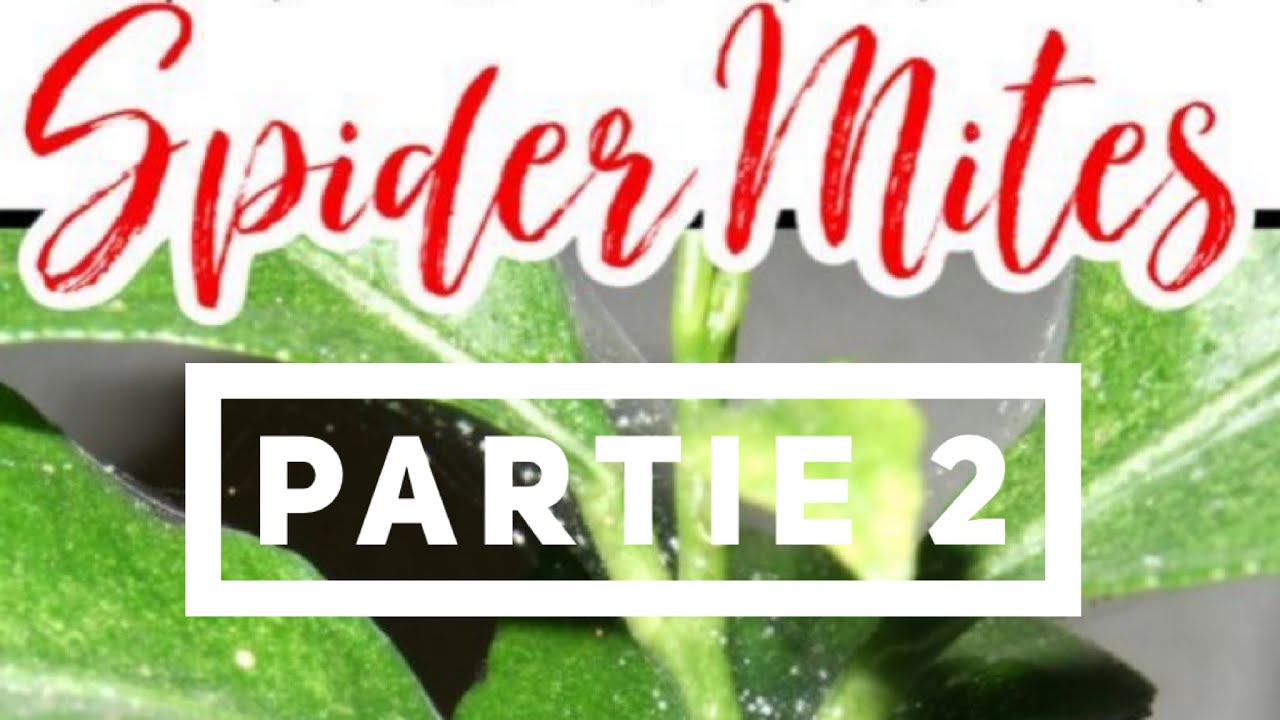 ATTAQUE D’ACARIENS (Partie 2)