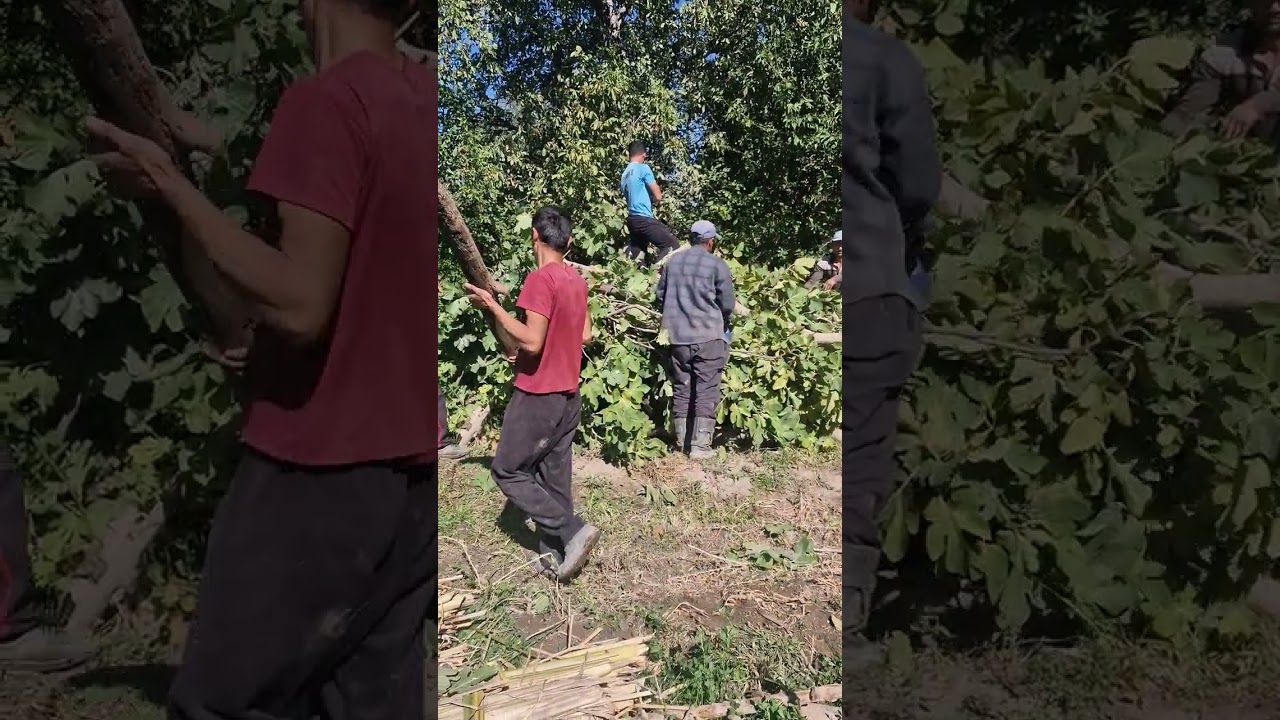 ҚИСМИ 2. ГӮРОНИДАНИ ДАРАХТИ АНҶИР ПЕШ АЗ ЗИМИСТОН.