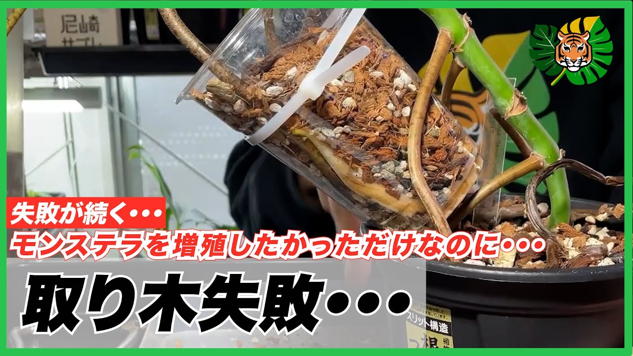 【取り木失敗】あまり調べずにモンステラの取り木をしたら無事に失敗しました・・・(デジャブ) モンステラの増殖前の取り木をするときは計画的に