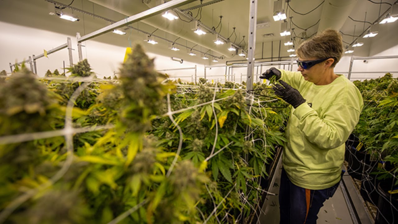 &lsquo;Cannabis capital of Missouri&rsquo;? This town expects to thrive from medical marijuana
