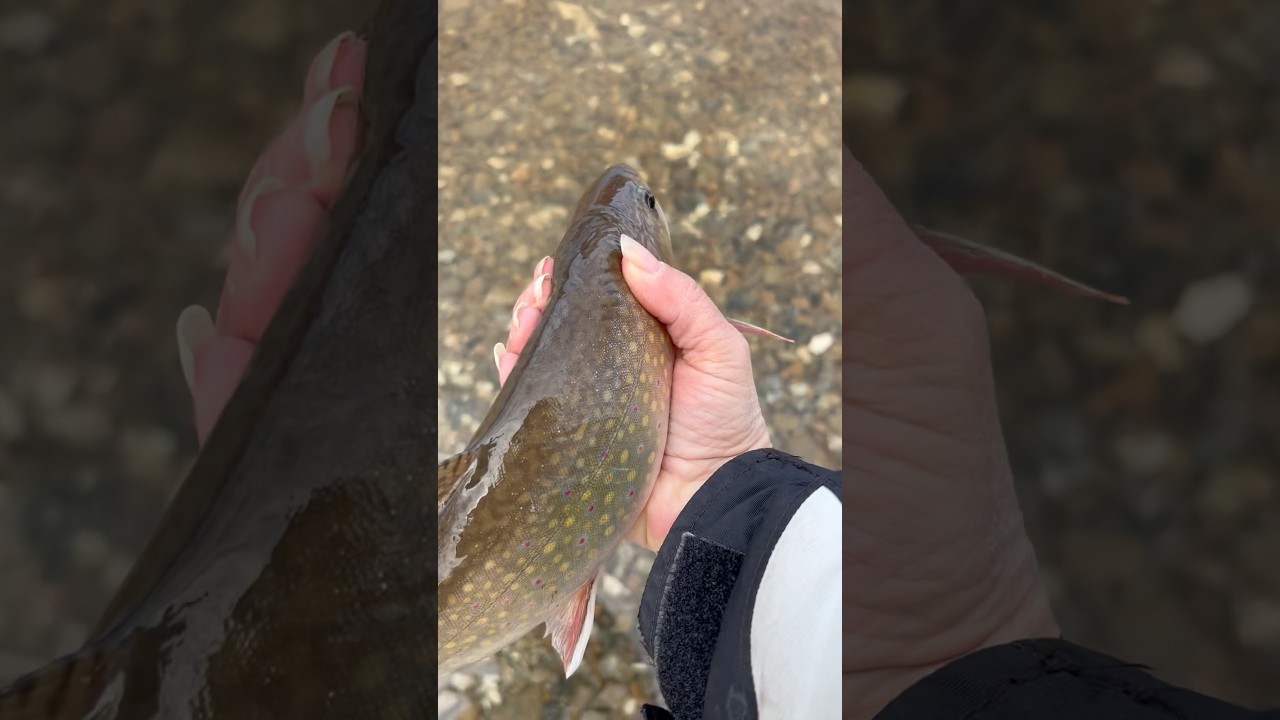 Releasing a Trout #catchandrelease #fishing #fisherwoman #fishingvideo #letthemgo #troutfishing