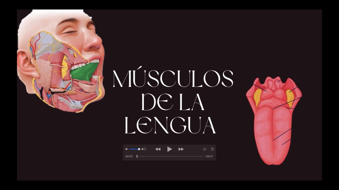 Sesión 40: músculos de la lengua
