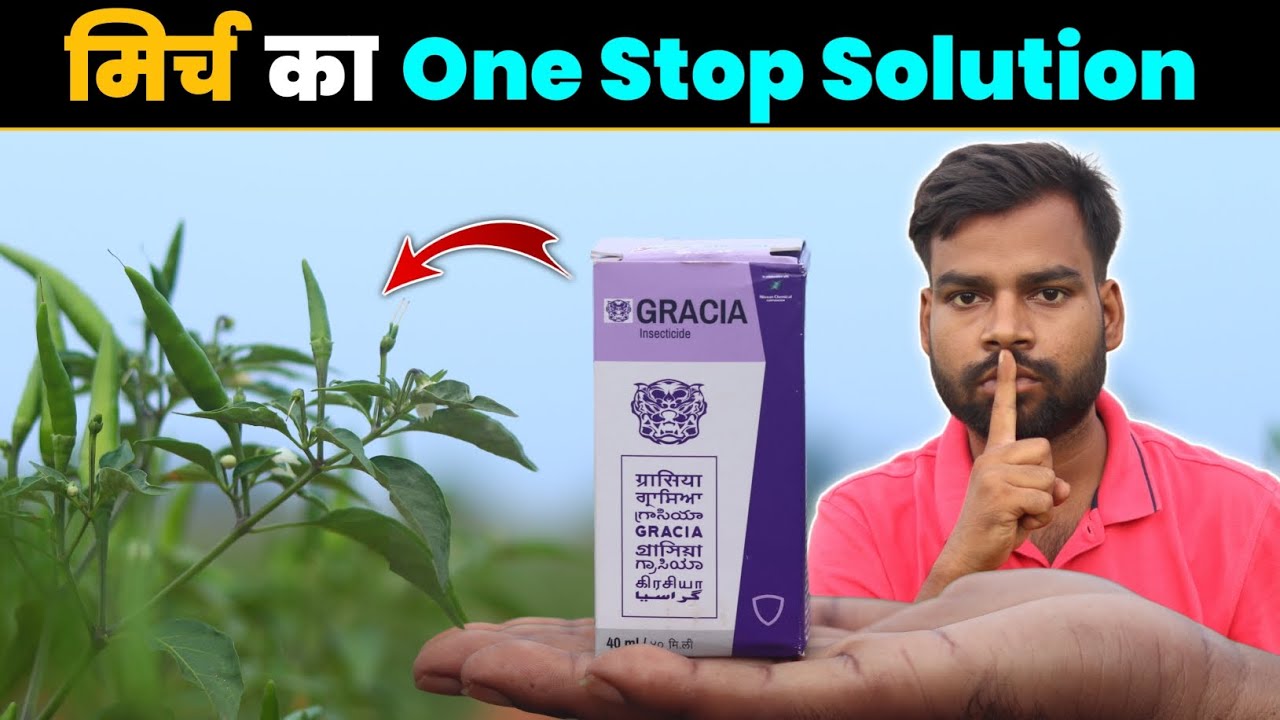 मिर्च में Leafcurl, Fruit Borer, सब का कन्ट्रोल एक साथ | Gracia Insecticide Live Result 💯