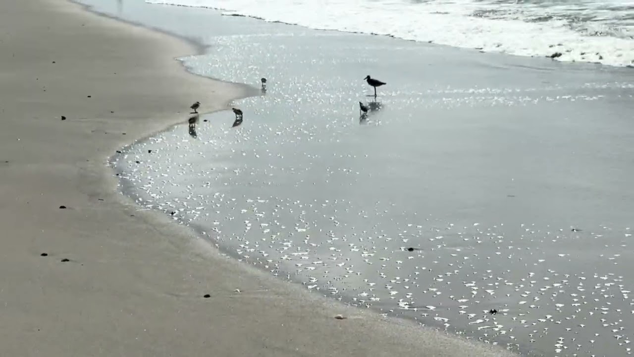 Instant Peace Of Mind Tibetan Healing Flute Water & Bird Sounds #stressrelief #relaxingmusic #nature