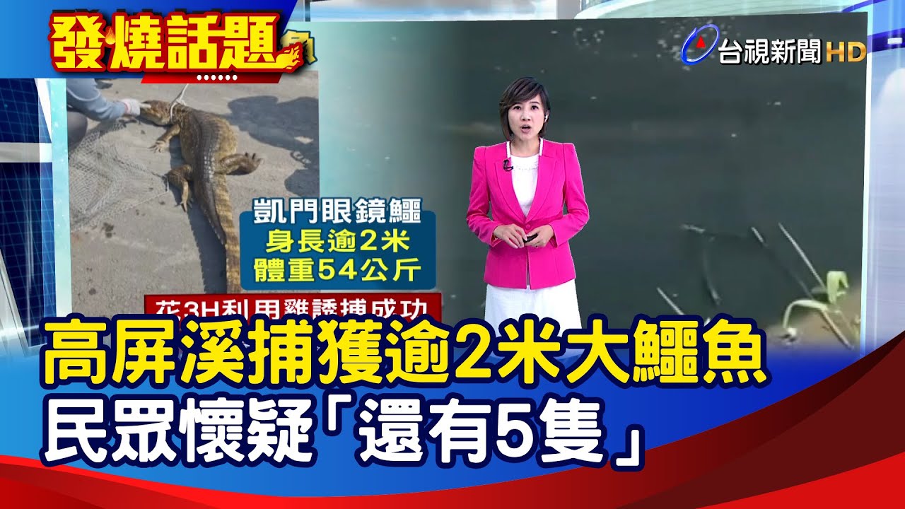 高屏溪捕獲逾2米大鱷魚 民眾懷疑「還有5隻」【發燒話題】-20240923