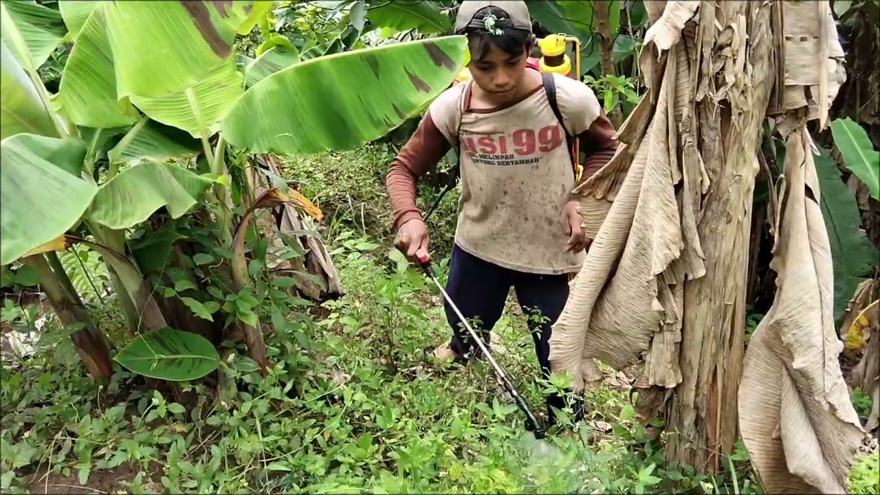 Nyemprot suket dibawah tanaman kakao pisang 
