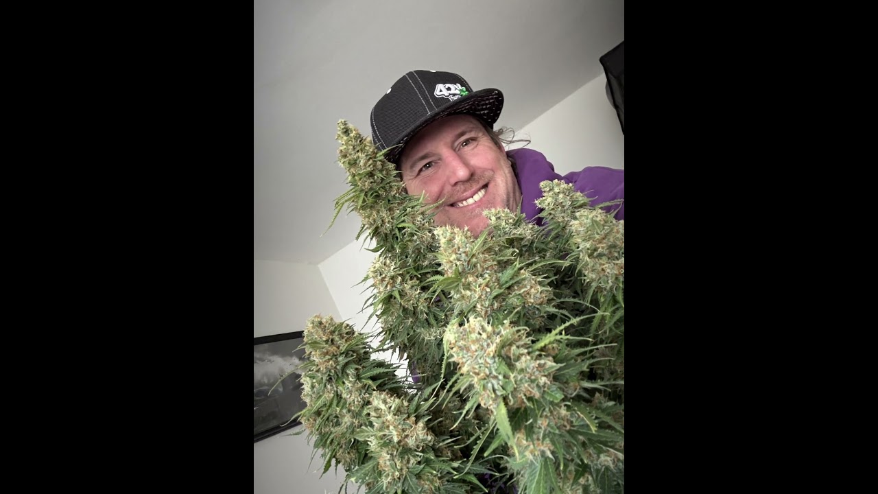 Harvest the Orange President from Fastbuds