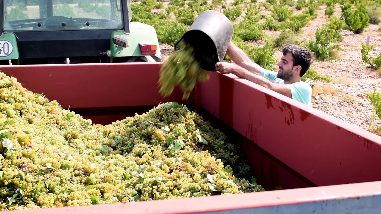 La localidad de Rueda en la provincia de Valladolid ofrece al visitante el disfrute de sus bodegas