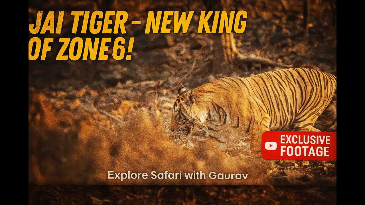 Jai Tiger Claims New Territory in Zone 6 Ranthambhore | Exclusive Tiger Sighting 2025 #viralvideo