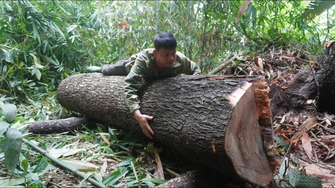 Green Forest Life Building a new house - Cutting Down Biggest Tree, Chainsaw Machine Extreme Skill