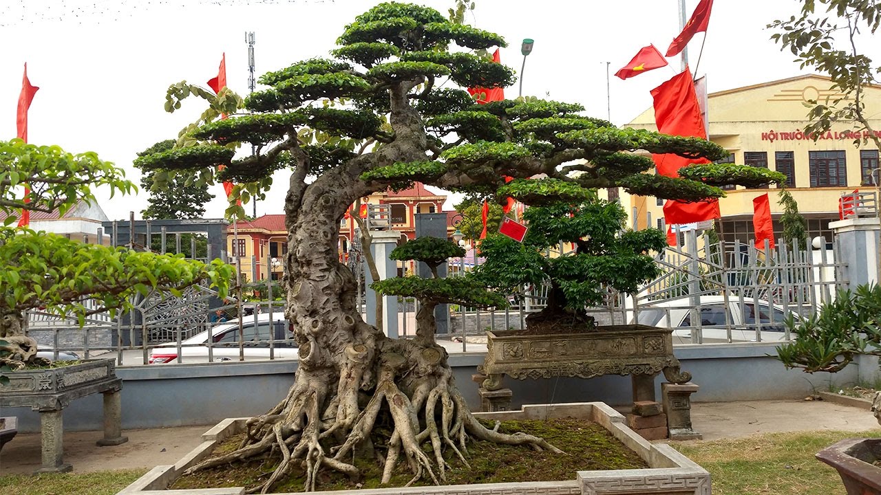 Nhà Vườn 