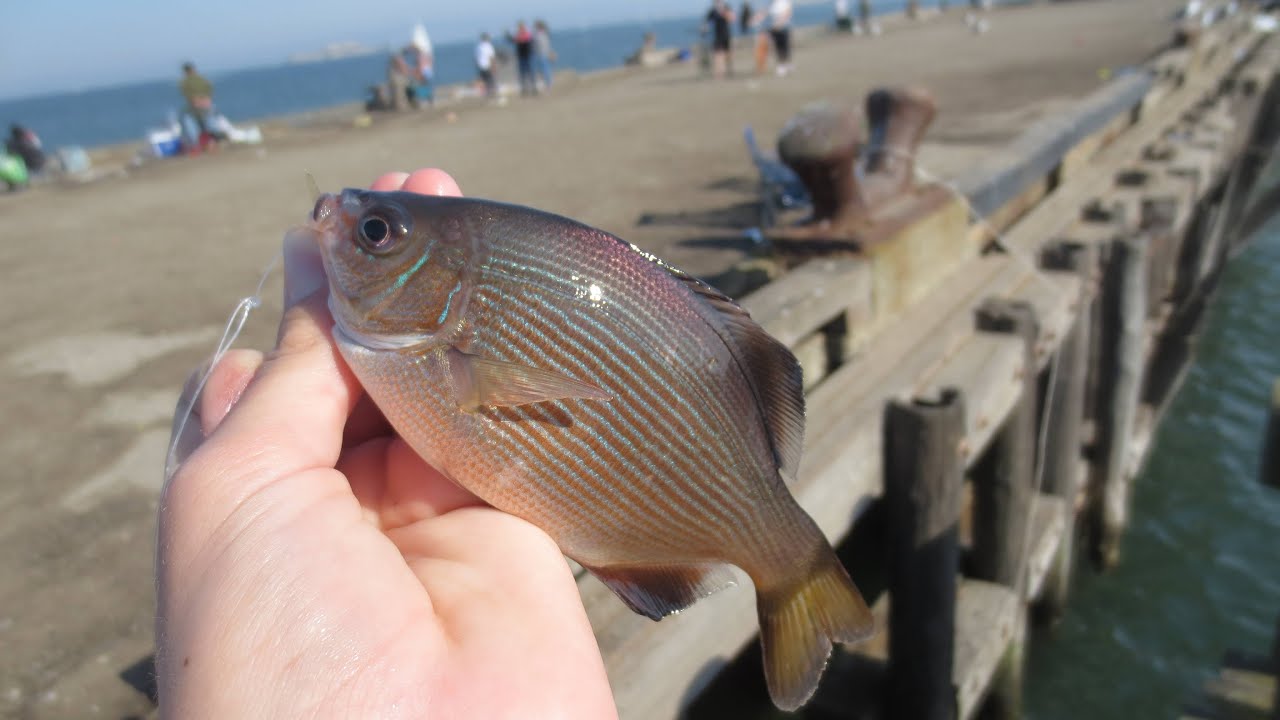 How to Catch Surfperch from Piers | Guaranteed Fun!