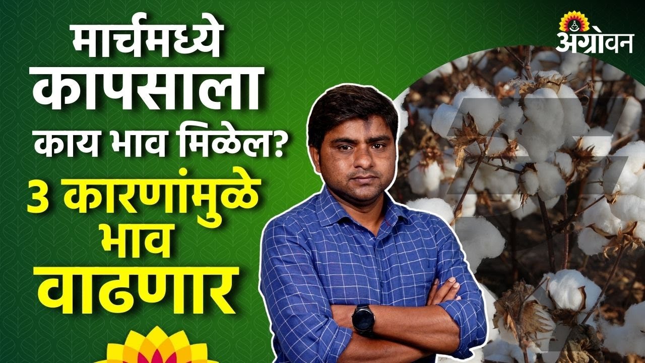 Cotton Market: कापूस भाव पुढच्या १५ दिवसांमध्ये कसा राहू शकतो? | Agrowon | ॲग्रोवन