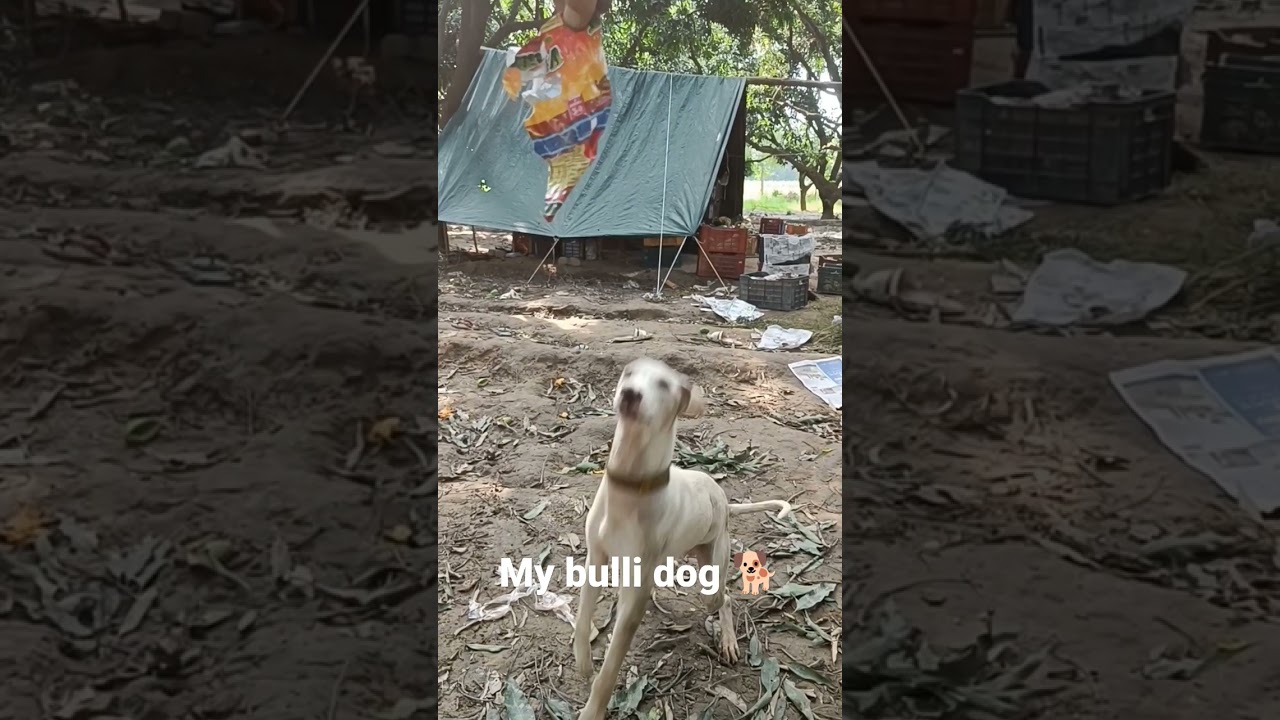 my bulli dog 🐕 ।। #youtubeshorts #trinding #viral