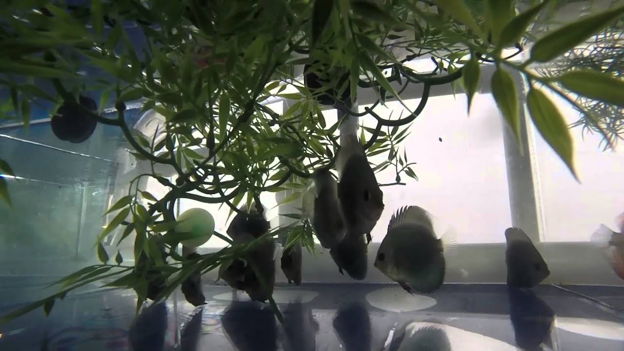 Discus at Segrest Farms