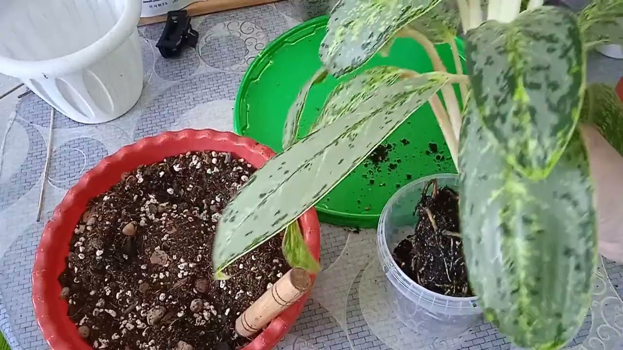 Всего по чуть-чуть#пересадила ароидные#комнатные растения
