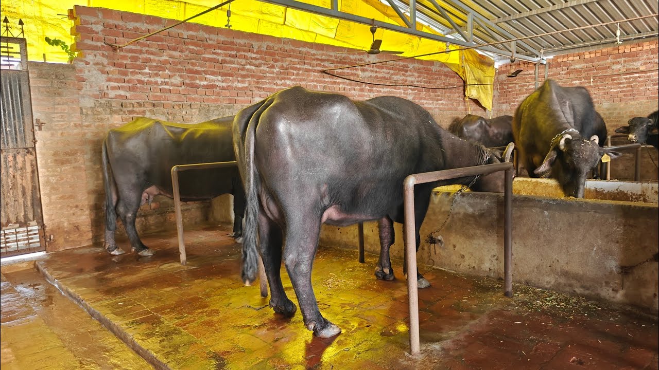 All Animals for sale, ਤੋਕੜ ਗੱਭਣ ਅਤੇ ਸੱਜਰ ਮੱਝਾਂ, ਸਾਰੇ ਪਸ਼ੂ ਵਿਕਾਊ