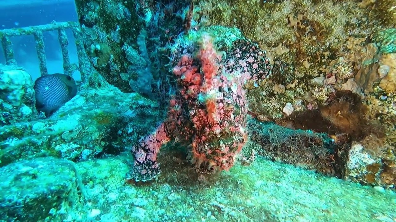 Anglerfisch in Jordanien / Frogfish in Jordan