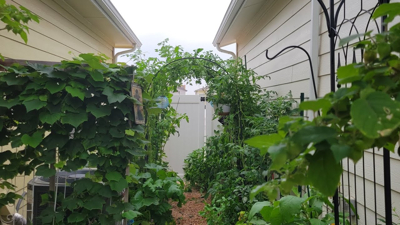 5 tips for small space growing