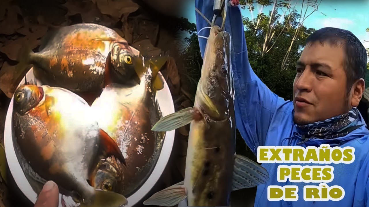 MIRA MI SUPERVIVENCIA DE PESCA EN RIO DE | MADRE DE DIOS​ | @tambopatapescayaventurapm