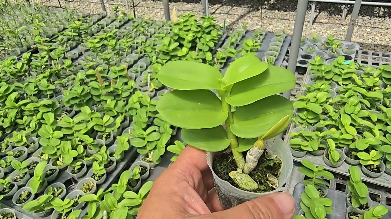 植株如何安全渡過夏天.夏天的肥料管控.賞花牆