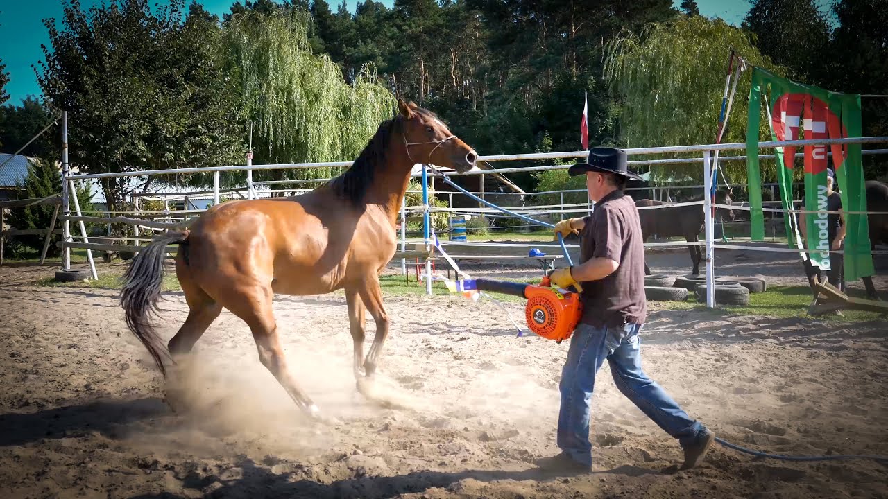 TRZY METODY ODCZULANIA KONIA 🐴🤠 #04