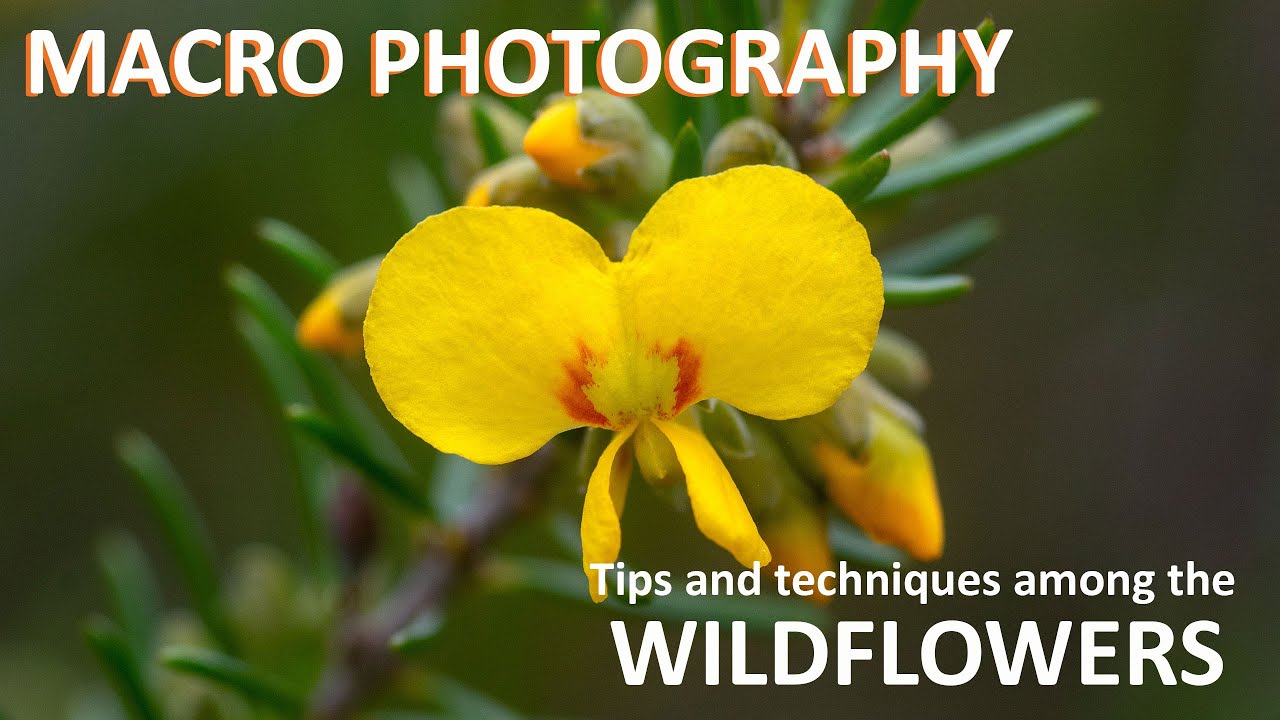 MACRO PHOTOGRAPHY: Tips and techniques among the wildflowers