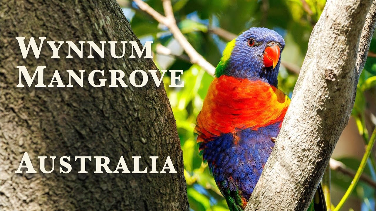 Bird Watching in Brisbane - Wynnum Mangrove - Australia