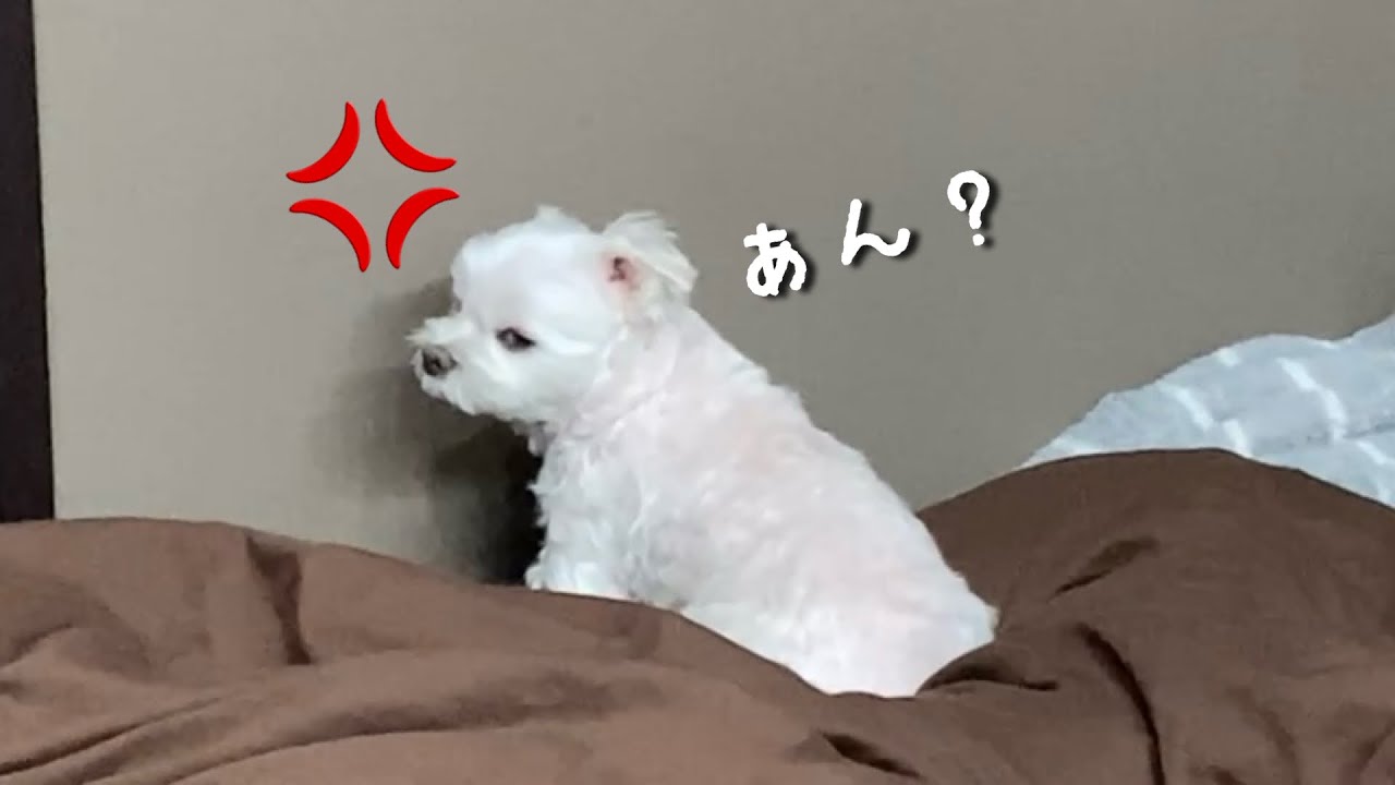 年末に愛犬を激怒させてしまいました…