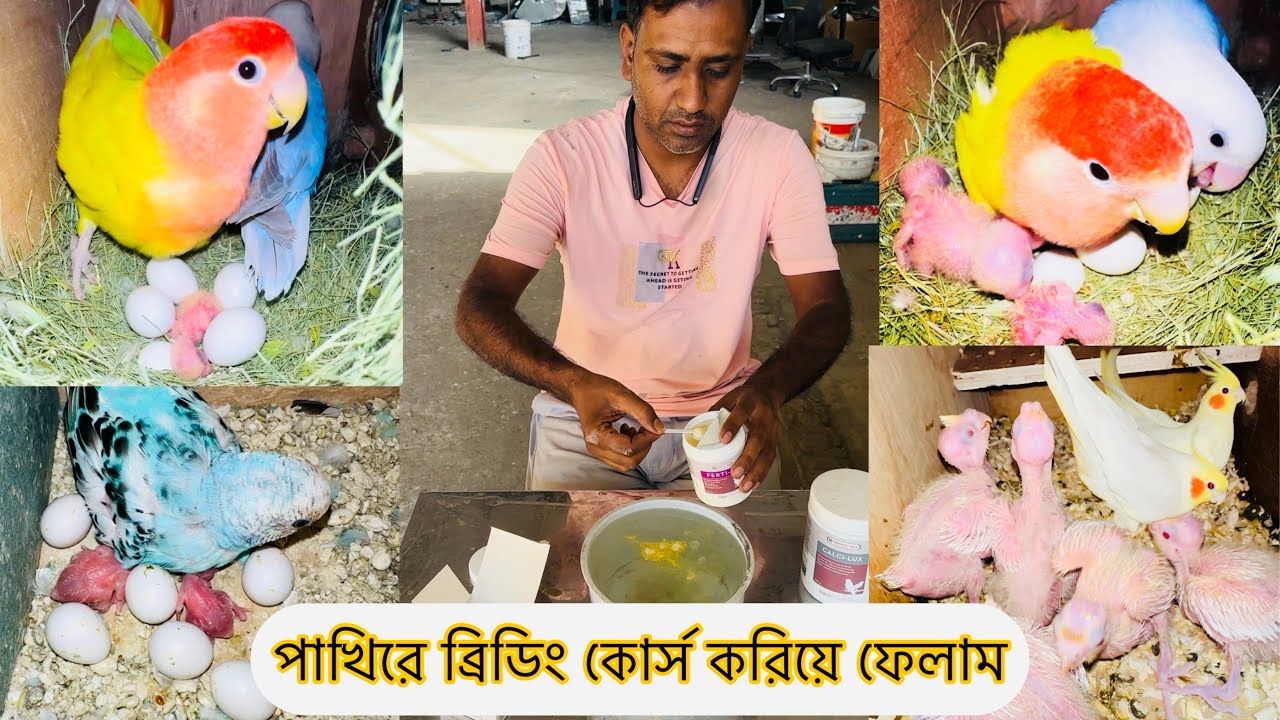 পাখির ব্রিডিং কোর্স | কিভাবে পাখিরে ব্রিডিং কোর্স করাতে হয় | পাখির জন্য সেরা ব্রিডিং কোর্স 