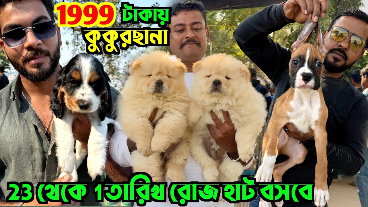 মাত্র 1999 টাকায় Culture Pom Puppy. Serampore Pet Market. Dog Market in Kolkata Price.