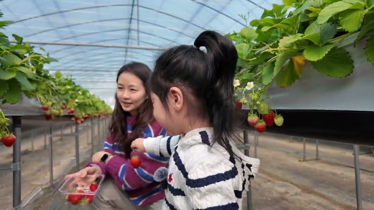 20260311 딸기체험농장(2)