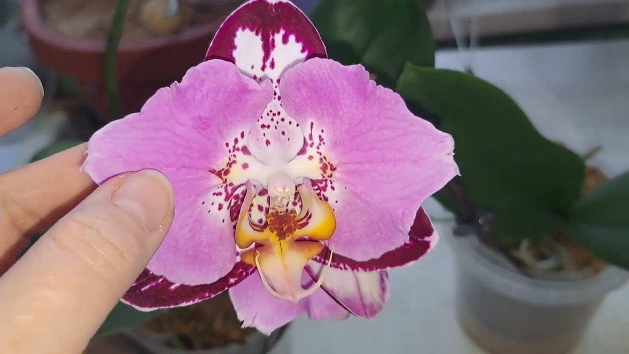 ЦВЕТЕНИЕ  РОСКОШНЫХ орхидеечек!!!!!🌺🌺🌺🌺🌺