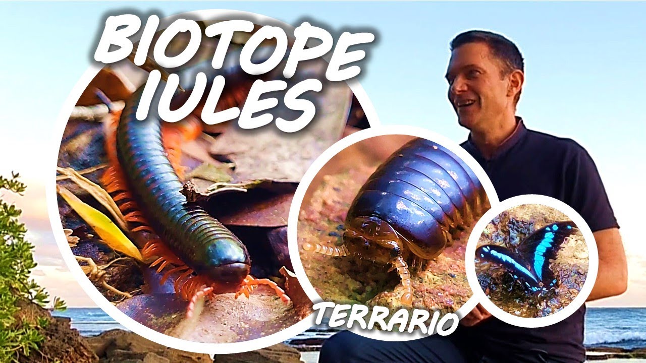 IULES BIOTOPE FORÊT TROPICALE