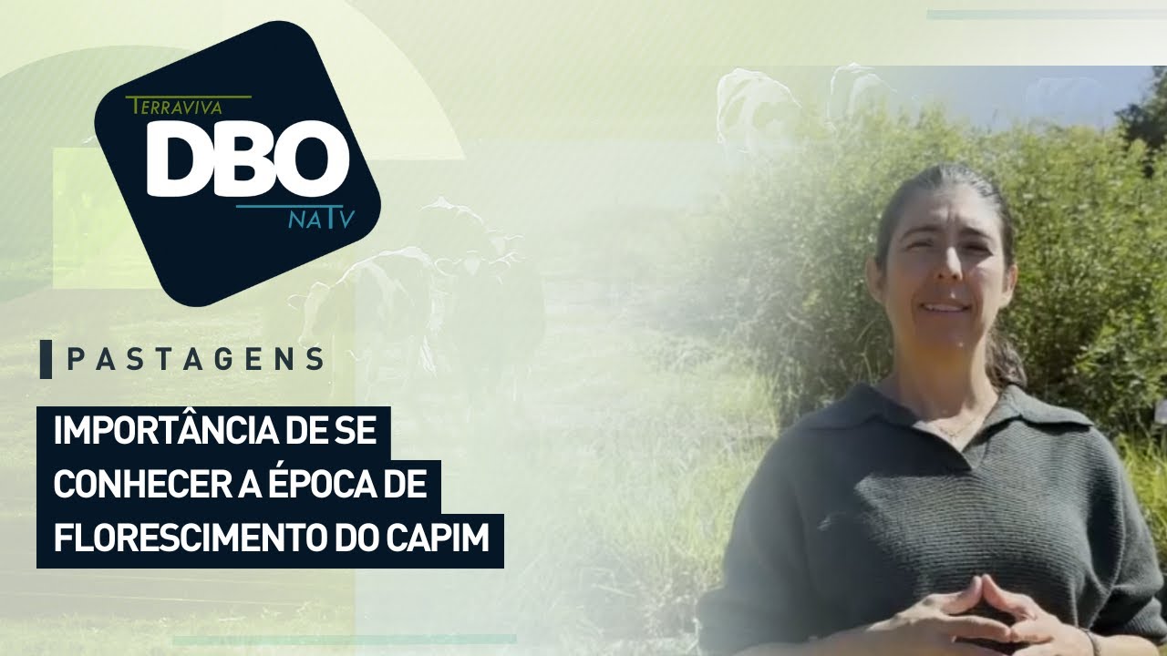 Pastagens: import&acirc;ncia de se conhecer a &eacute;poca de florescimento do capim