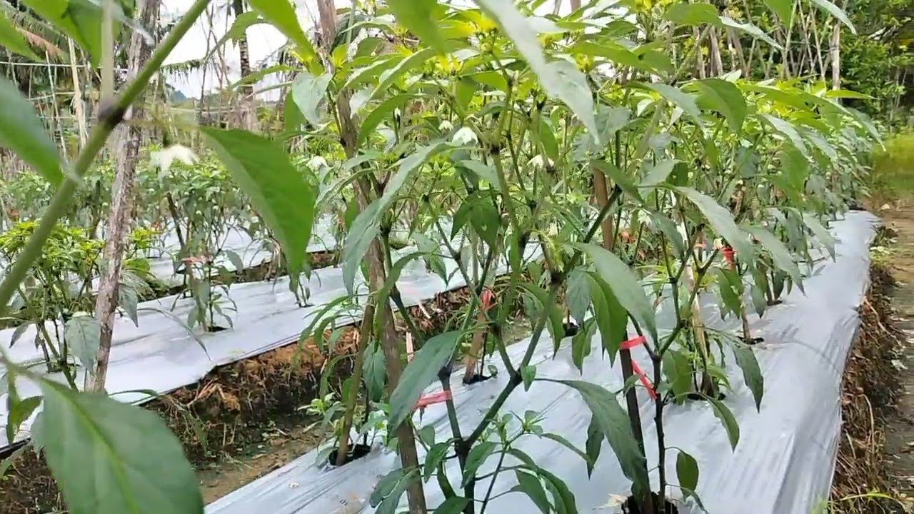 PUPUK CABE KERITING MASA PEMBUNGAAN ANTI RONTOK