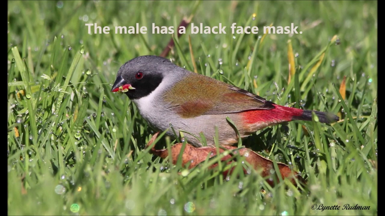 The Swee Waxbill's diet and foraging methods.