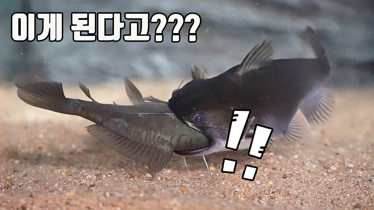 대박! 자신보다 큰 물고기마저 삼켜버리는 물고기의 놀라운 비밀   [TV생물도감]