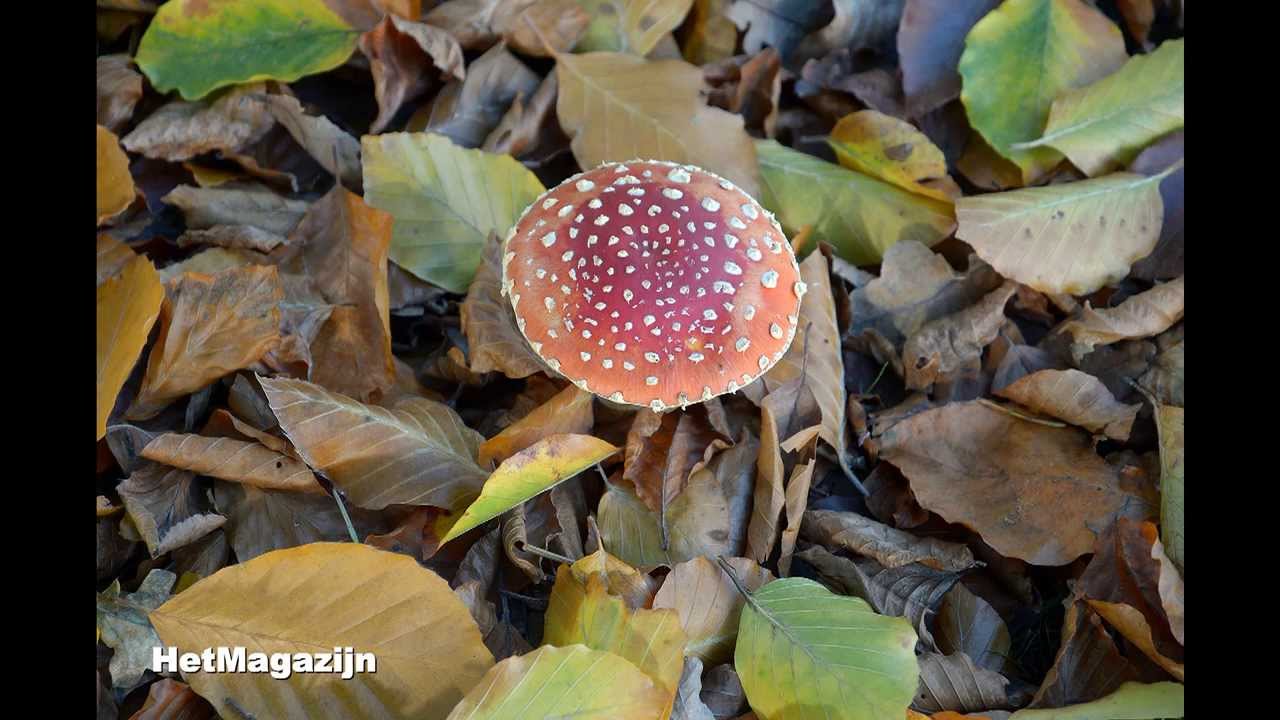 Door het apeldoornse Paleispark, 2
