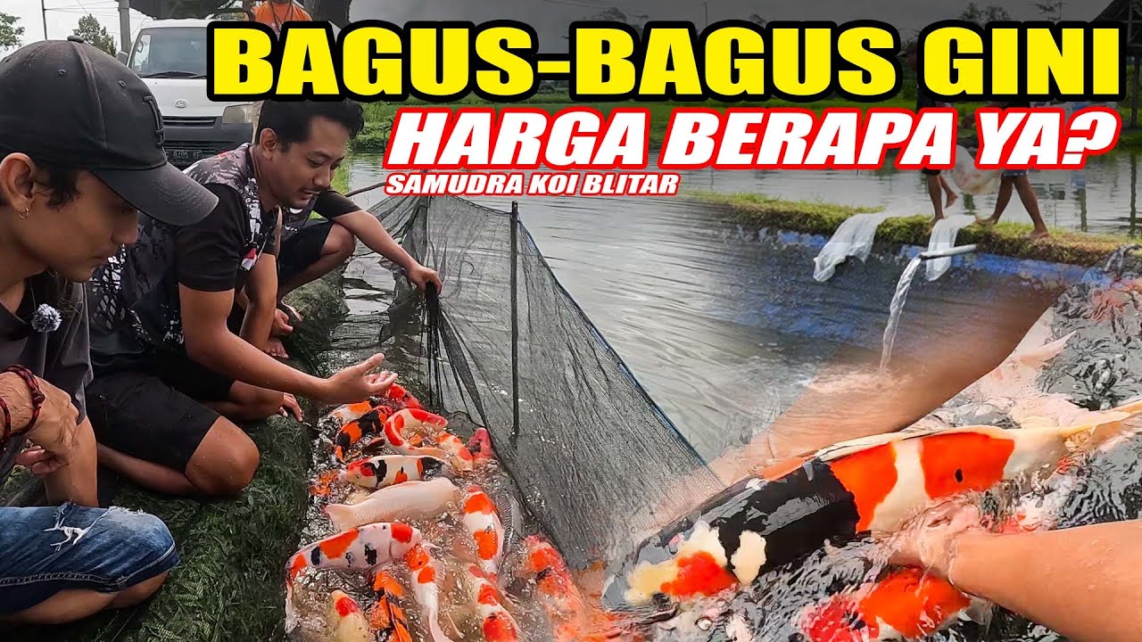 TIDAK KALAH DENGAN KOI IMPORT PANEN KALI INI SUNGGUH LUAR BIASA | SAMUDRA KOI
