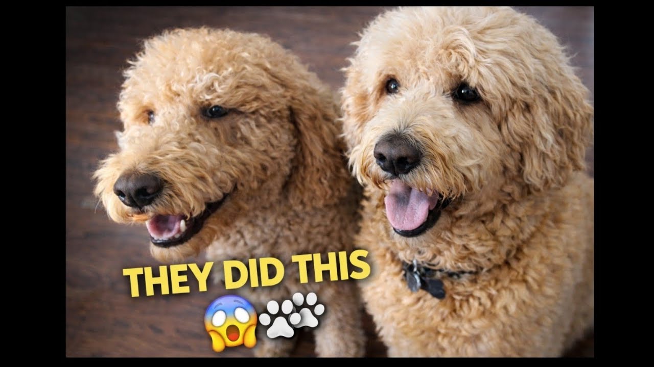 ​THEY DID WHAT?! 😱 First Day With Two Golden Doodles (Morning Routine & Drama)