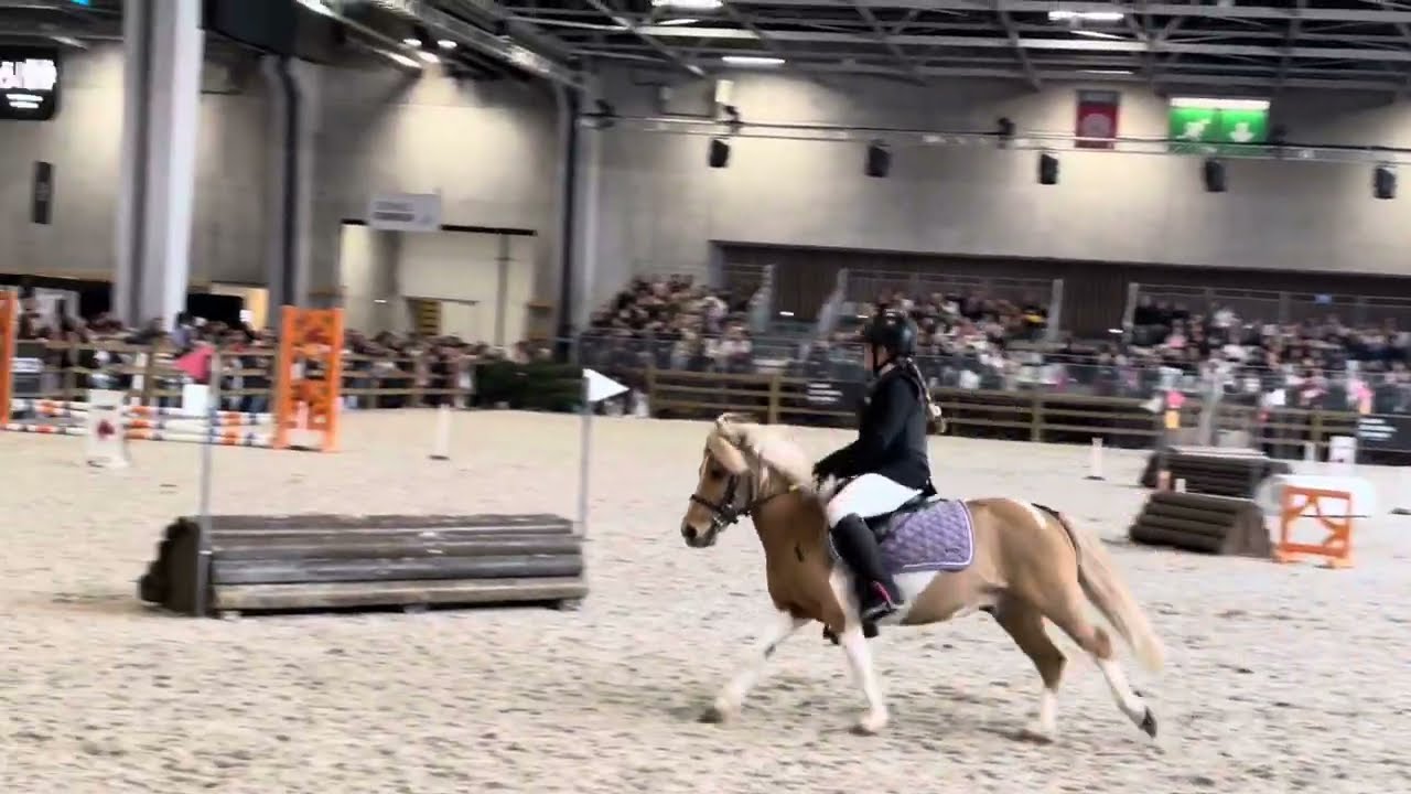 Salon du cheval Les pourquoi pas à la hauteur Bravo 