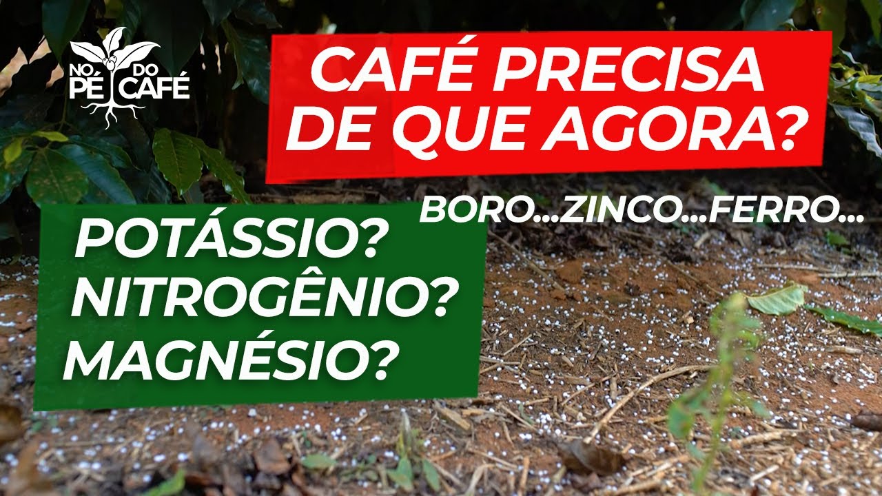 Quais FERTILIZANTES para o CAFÉ na SEGUNDA ADUBAÇÃO? Os MACRO e MICRO NUTRIENTES que devem ser...