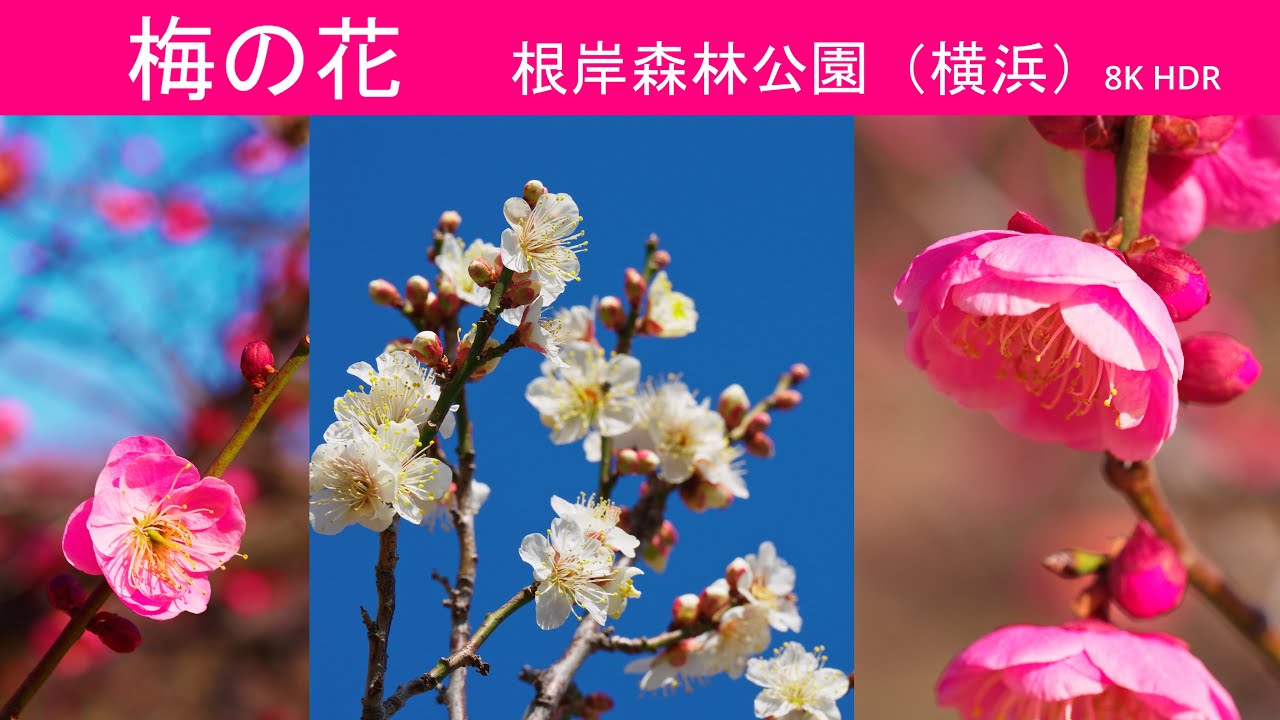 【梅の花】メジロ飛び交う根岸森林公園（横浜）8K HDR