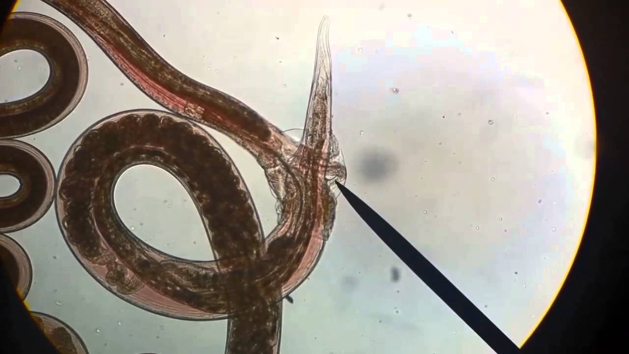 Heligmosomoides polygyrus mating